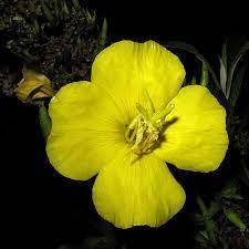 2500 Evening primrose Plant Seeds, Oenothera biennis Seeds - $5.00