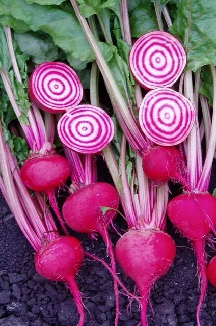 200 Seeds Chioggia Beet Heirloom Seeds For Fast Beauty - £7.72 GBP