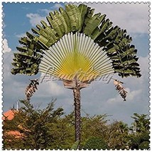 100 Green Travelers Palm Flores Ravenala Madagascariensis Chinese Fan Palm Plant - $11.99