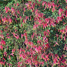 USA Rose Cigar Plant Mexican Firecracker Cuphea Ignea Pink Yellow 10 Seeds - £8.78 GBP