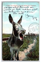 Donkey Laughing Waiting for A Tenderfoot DB Postcard Z5 - £2.33 GBP