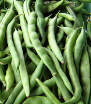 Kentucky Wonder Pole Bean 15+ Seeds Chinese Four Seasons Pole Green Bean USA - £9.57 GBP