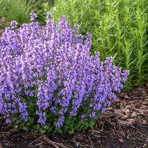 Catmint 1500 Seeds | Non-GMO | Us Sellera - £5.58 GBP