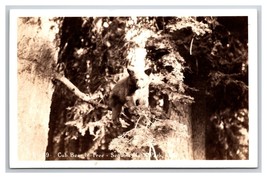 RPPC Bear Cub in Tree Sequoia National Park California CA UNP Postcard Z9 - £3.83 GBP