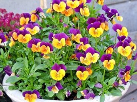 PWO Johnny Jump Up 2000 Seeds Wildflower Groundcover Garden Container Edible Flo - £5.66 GBP