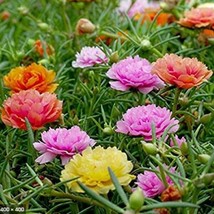 Grow In US 100 Double Mix Moss Rose Seeds Flower Perennial Flowers Seed - £8.43 GBP