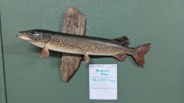 30&quot; Real Skin Mount Northern Pike Fish Taxidermy - $420.00