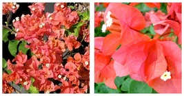 SUNDOWN ORANGE Well Rooted Live Bougainvillea starter/plug plant - £36.87 GBP