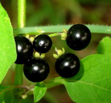 Organic 500 Seeds Wonderberry Black Nightshade Huckleberry Sunberry Solanum Nigr - £8.84 GBP