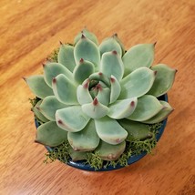 Succulent in Teal Blue Planter, 3" Live Plant Echeveria Parva in Terracotta Pot image 3