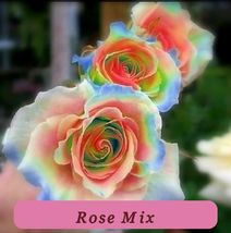 5335 rose mix pop thumb200