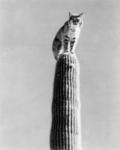 The Living Desert Bobcat Poses on top of Cactus Plant in Desert 16x20 Ca... - $69.99