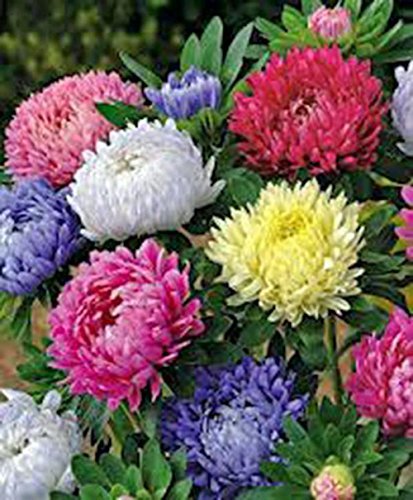 Aster, Giants of California 25+ Seeds Organic, Beautiful Vivid Bright Blooms