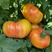 Frees Shipping Hillbilly Potato Leaf Tomato Seeds USA Seller - £9.16 GBP