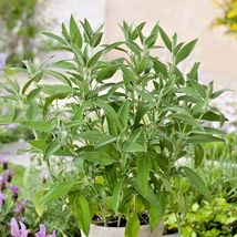 200 Culinary Broadleaf Sage Seeds Flowering Native Herb Garden Container  - £14.10 GBP