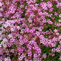 350 Seeds Red Babys Breath Gypsophila Elegans Baby&#39;s Breath Flower - £15.98 GBP