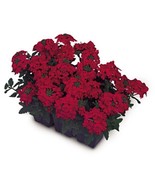 FMG Verbena Quartz Scarlet Annual Seeds Fast Grow - $24.40