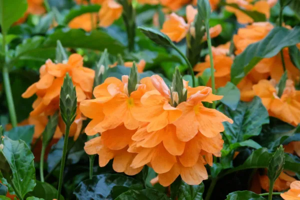 10 Orange Marmalade Crossandra Infundibuliformis Firecracker Flower Hous... - $12.00