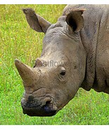 Rhino - 8x10 Unframed Photograph - $24.21 CAD