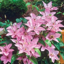 Grow In US 25 Hagley Clematis Seeds Climbing Perennial Plumeria Bloom Seed - $11.04