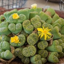 Lithops Bromfieldii v.insularis Seeds - Rare Succulent 10 Pack, Perfect for Exot - £7.59 GBP