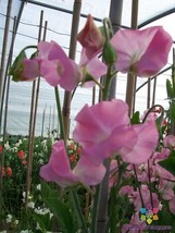 PWO 50+ Solstice Light Pink Sweet Pea Seeds For Garden - Usa - ! - £5.08 GBP