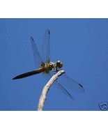 Dragonfly in sky on twig ACEO Photo original signed - £7.82 GBP