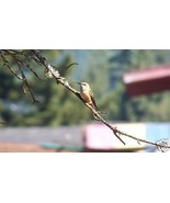 Hummingbird in the Pine ACEO Photo original signed - £7.82 GBP
