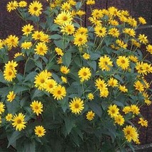 GIB Heliopsis Summer Sun 50 Seeds - $9.00
