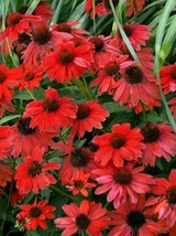 50 pcs Sombreo Red Coneflower Seed Echinacea Flower Perennial Flowers Seed - £9.97 GBP