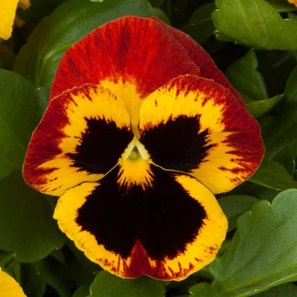 50 Pansy Seeds Majestic Giant Fire Flower Seeds Garden - £9.83 GBP