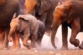 Framed canvas art print giclée Elephant Herd Family running wildlife adventure - £31.13 GBP+
