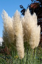 25G Ivory Pampas Grass Everlasting Flower Tall Centerpieces Plume Grass ... - $3.69