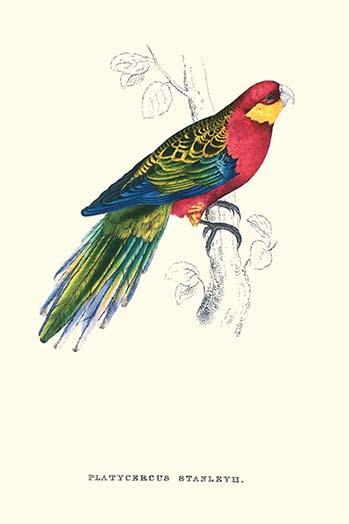 Primary image for Stanley Parakeet Male - Platycercus Icterotis 20 x 30 Poster