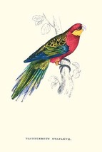 Stanley Parakeet Male - Platycercus Icterotis 20 x 30 Poster - $25.98