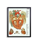 Framed Biology Posters 24&quot;x30&quot; (Heart) - $98.01