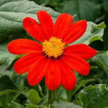 Mexican Sunflower Tithonia 50 Seeds Per Packet Nongmo Fresh Garden USA SELLER - £6.29 GBP