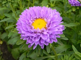 Chinese Aster, 100 SEEDS D  - $16.77 CAD