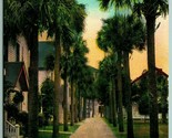 Palm Row St Augustine Florida FL 1912 DB Postcard F9 - £2.29 GBP