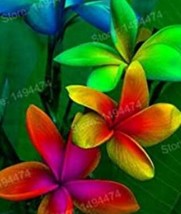 100 Seeds Mixed Color Frangipani Flowers Plumeria Rubra Flower Plants Romantic F - £9.45 GBP