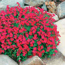 50 Seeds Aubrieta Cascade Red Flower Seeds - £11.79 GBP