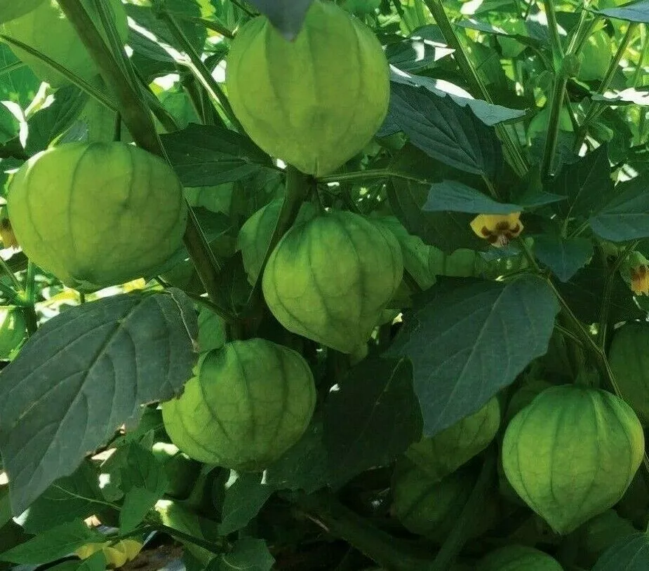 Tomatillo 100+SEEDS Tomatillo Verde Garden Vegetables Salsa - $10.00