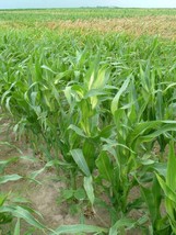 BPA 100 Seeds Truckers Favorite White Sweet Corn Zea Mays VegetableFrom USA - $9.90