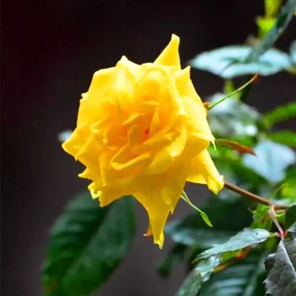 20 SEEDS for Yellow Rose hybrid tea - $11.66