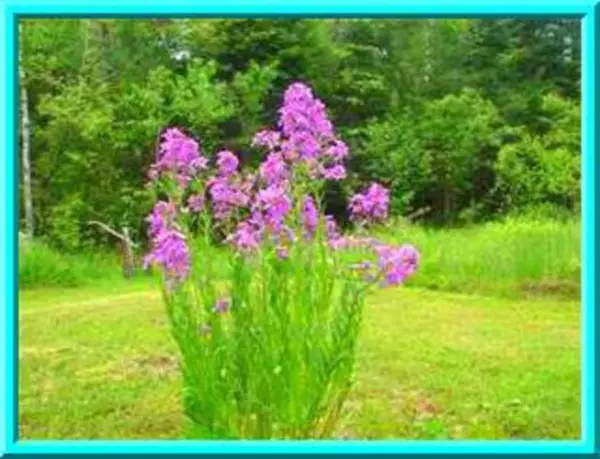 USA Seller FreshDame&#39;S Rocket Perennial With Sweet Fragrance 25 Seeds - $12.98