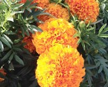 200 Cracker Jack Mix / Crackerjack Mix Marigold Seeds Non Gmo Fast Shipping - $8.99