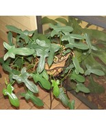 2 scion cuttings of Philodendron (Fiddle-Leaf Philodendron) - $18.46 CAD