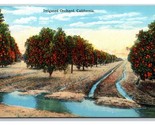 Irrigated Orange Orchard In California CA UNP DB Postcard V24 - $3.96