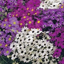 Brachyscome Iberidifolia Swan River Daisy Seeds Fresh USA Fast Shipping - $14.98