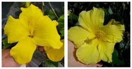 STARTER LIVE PLANT FORT MYERS YELLOW HIBISCUS 5 TO 7 INCHES TALL - £23.50 GBP